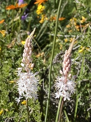 Bulbinella trinervis
