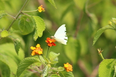 Leptophobia aripa