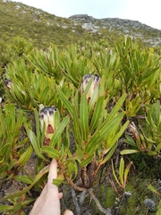 Protea