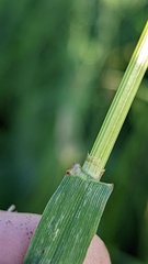 Lolium multiflorum