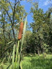 Typha