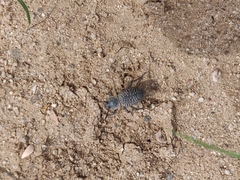 Cryptoglossa variolosa