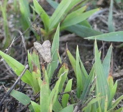 Nomophila nearctica
