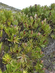 Protea