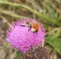 Bombus pascuorum