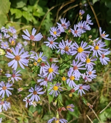Symphyotrichum oolentangiense