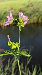 Malva moschata
