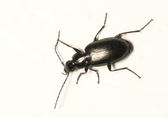 Agonum gracile