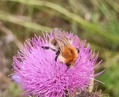 Bombus pascuorum