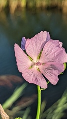 Malva moschata