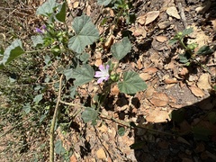Malva