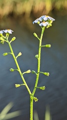 Myosotis scorpioides