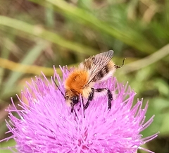 Bombus pascuorum