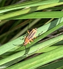 Chauliognathus marginatus