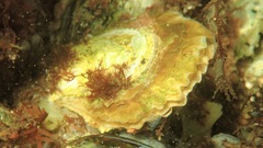 Ostrea edulis