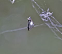 Argyrodes elevatus