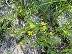 Gratiola aurea