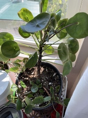 Pilea peperomioides