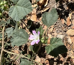 Malva