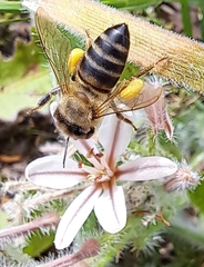 Apis mellifera capensis
