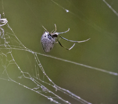 Argyrodes elevatus