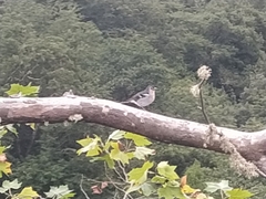 Fringilla coelebs maderensis