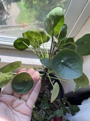 Pilea peperomioides