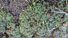 Azolla filiculoides
