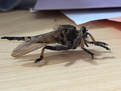 Promachus rufipes