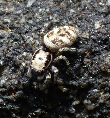 Salticus scenicus