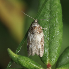 Acleris gloveranus