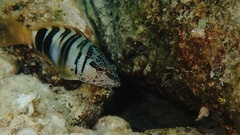 Serranus scriba