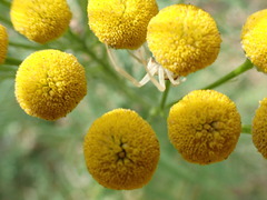 Misumena vatia