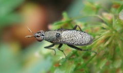 Coremacera marginata