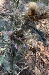 Carduus tenuiflorus