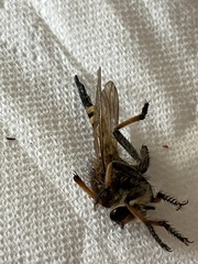Promachus rufipes