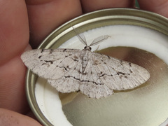 Stenoporpia pulmonaria