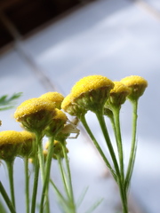 Misumena vatia