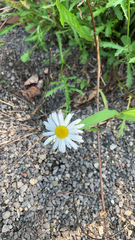 Leucanthemum vulgare