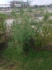 Tamarix ramosissima