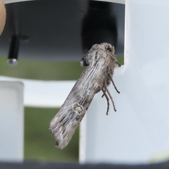 Lithomoia germana