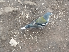 Fringilla coelebs maderensis