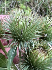 Arctium lappa