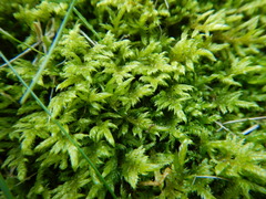 Pleurozium schreberi