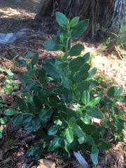 Rhamnus alaternus
