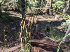 Bromus ciliatus
