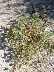 Halogeton glomeratus