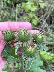 Arctium lappa