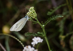 Pieris rapae