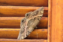 Ascalapha odorata
